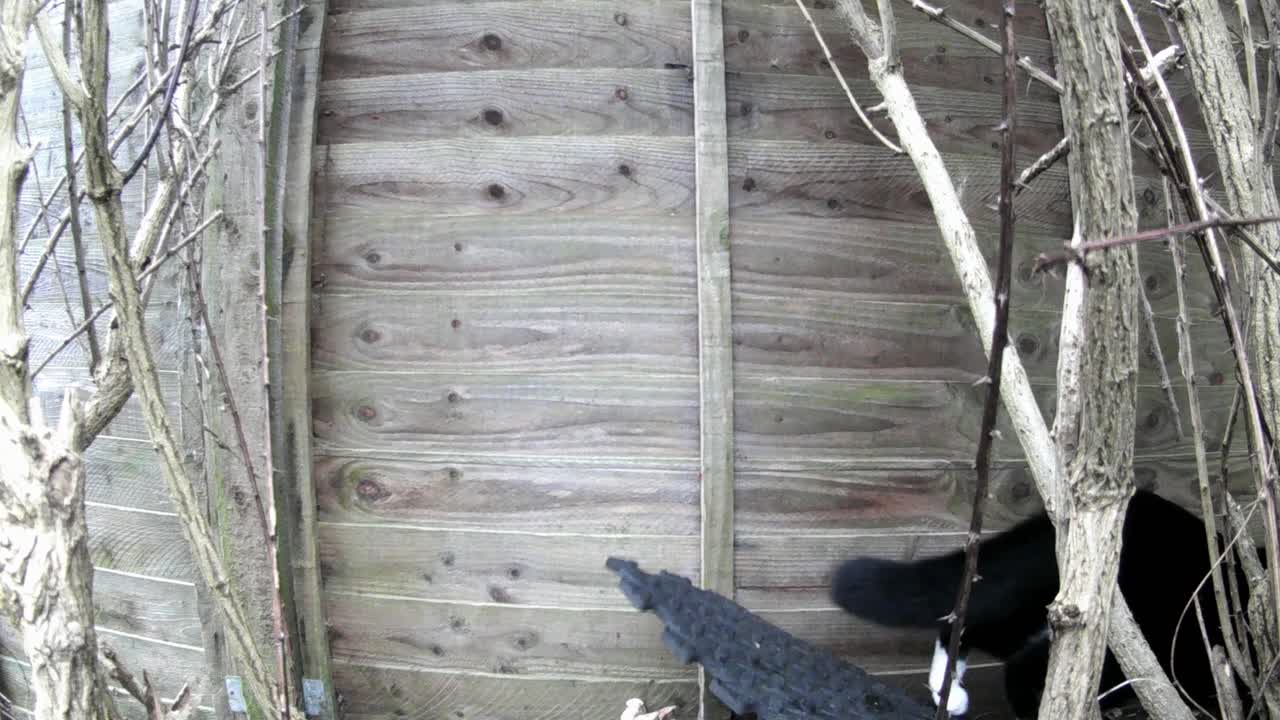 un gato sale de la toma