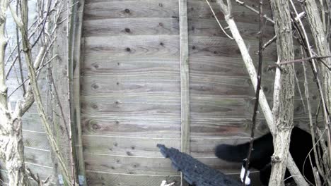 a cat walks out of the shot