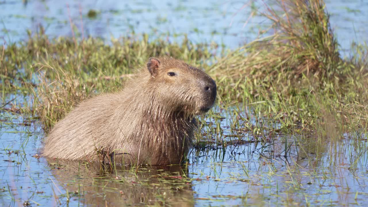 Kappibar i vann med vinklet hode, delvis nedsenket i en rolig dam som reflekterer blå himmel