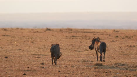 warthogs standing in the savannah at maasai mara national reserve in kenya, africa