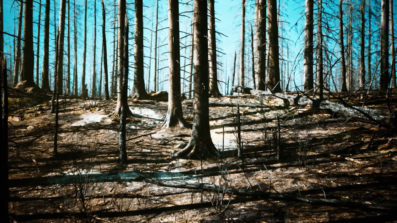 Burned Forest After a Wildfire