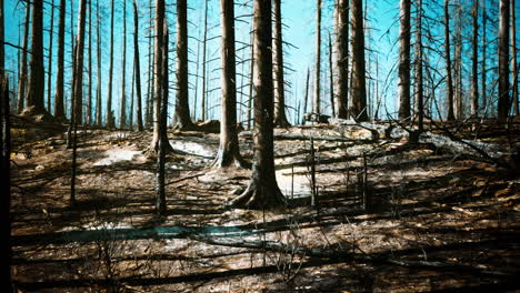 burned forest after a wildfire