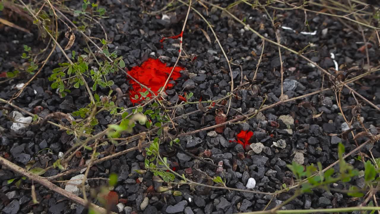 Closeup downward angle over red blood stain spatter on gravel and grassy ground in a natural outdoor setting. Bloody evidence on textured surface, stones and blades of grass. Site of violent incident