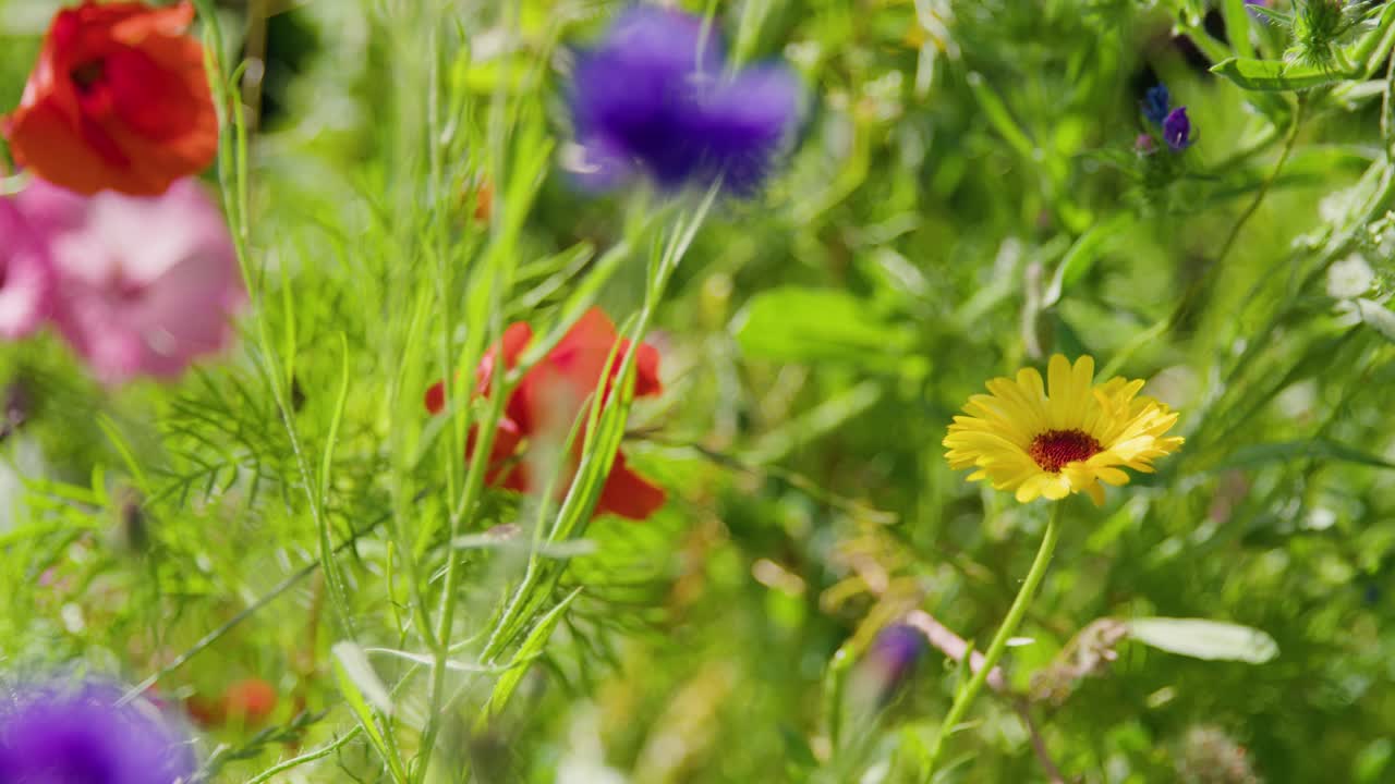 Fargerike ville blomster og grønt som svaier forsiktig i vinden STATISK