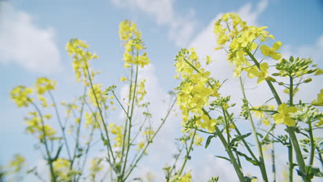 low angle medium close up shot of yellow rape plants on a sunny spring day with clouds in the sky