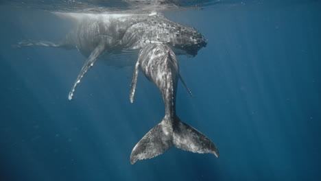 Ballenas-Jorobadas-Durmiendo-Pacíficamente-En-La-Superficie-Iluminada-Por-El-Sol-Del-Océano-Pacífico