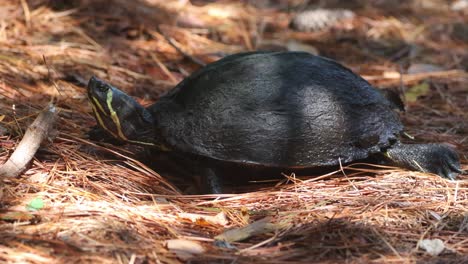 yellow bellied slider turtle crawling through pine needles in north carolina, southeast usa