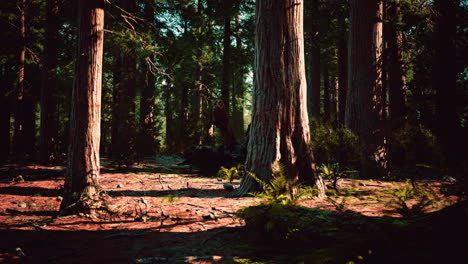 Giant-Sequoias-in-the-Sequoia-National-Park-in-California-USA