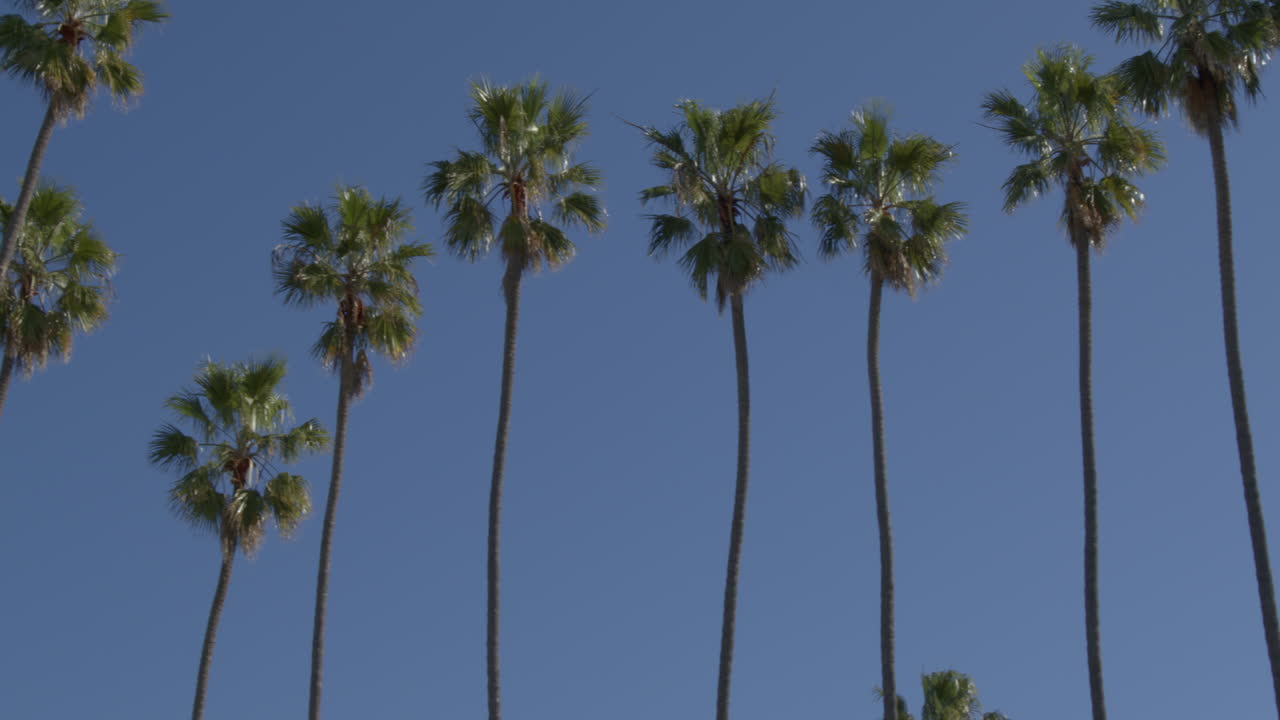 Palm tree view as camera pans