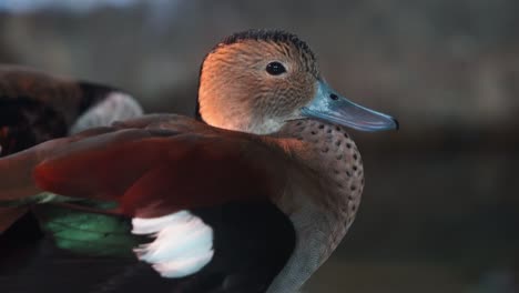 selective focus close up shot capturing beautiful male