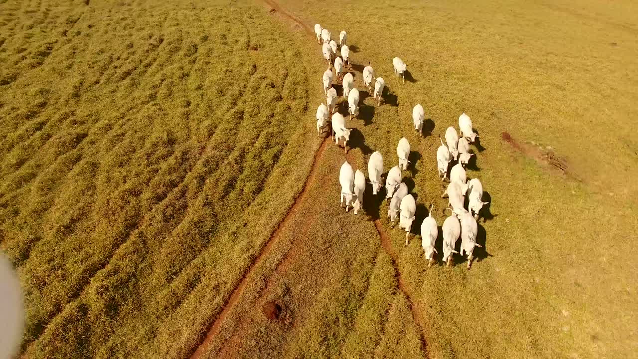 Cattle Herd in Field
