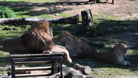 a lion is on a wooden table and looks at the lioness and his progeny, french zoo