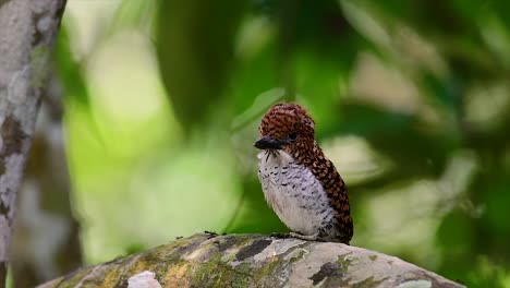 Ein-Baum-Eisvogel-Und-Einer-Der-Schönsten-Vögel-Thailands-In-Den-Tropischen-Regenwäldern