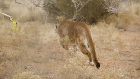 un puma in cattività che insegue un giocattolo in uno zoo