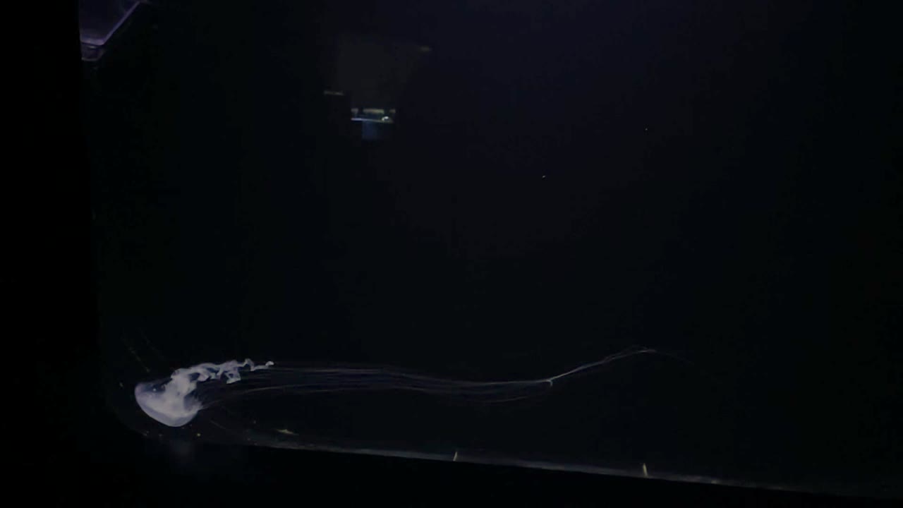 Jellyfish in tank at aquarium