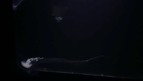 jellyfish in tank at aquarium