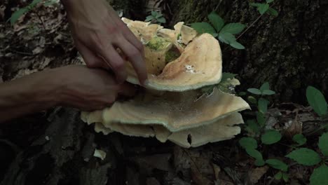 hands reach in to cut a berkeley's polypore mushroom cap with a knife