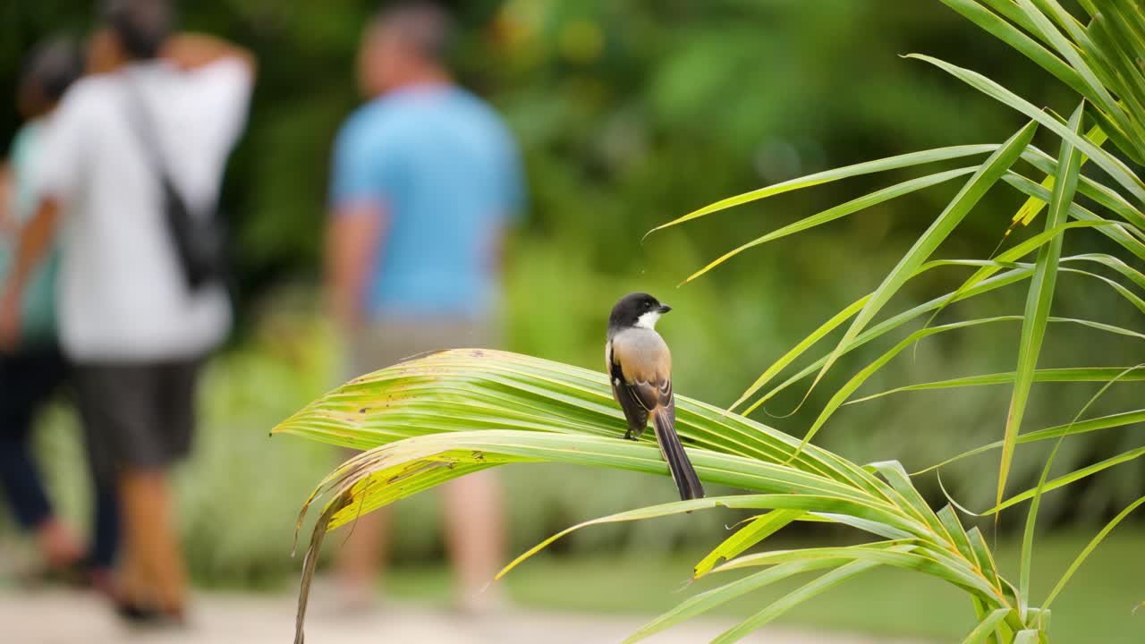 公共の公園の熱帯の茂みに腰掛けた尾の長いモズ鳥と、ぼやけた人々が背景を歩いている