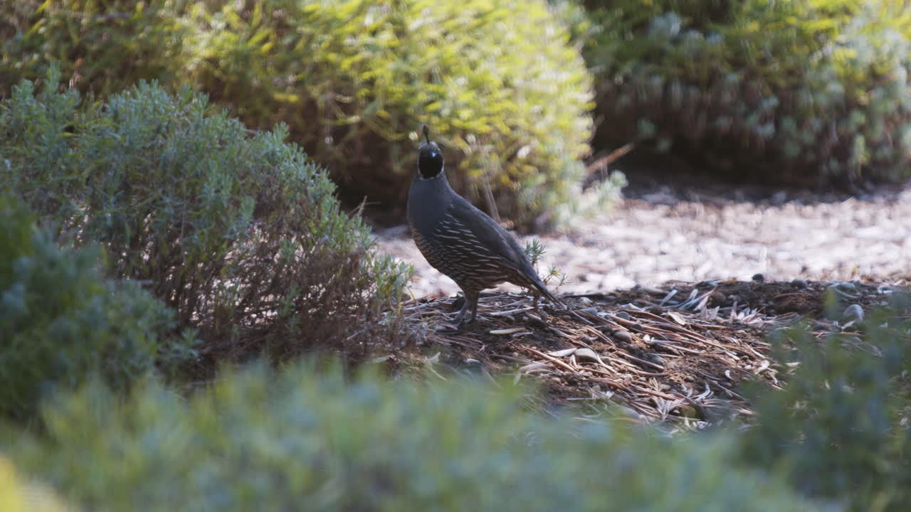 el macho de la codorniz de california está volando