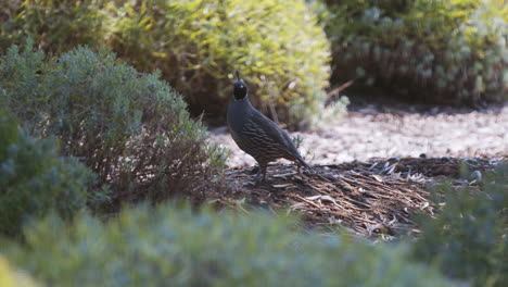 California-quail-male-taking-flight