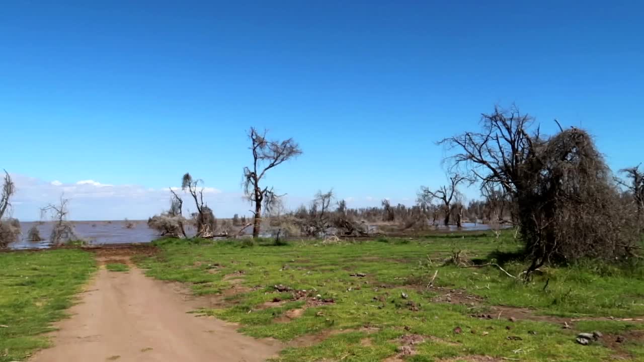 establecedor de pradera con árboles muertos causados por las inundaciones del lago manyara