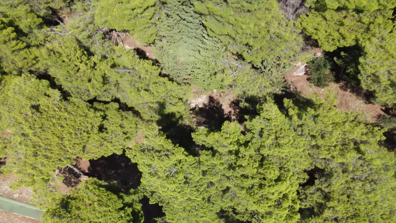 los árboles del dolor de alepo son comunes en dalmacia, croacia