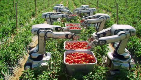 robotic arms efficiently pick ripe tomatoes and place them into baskets in a large agricultural field. this innovative technology is revolutionizing farming practices.