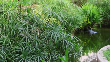 jardín tropical con plantas de ciperus y estanque