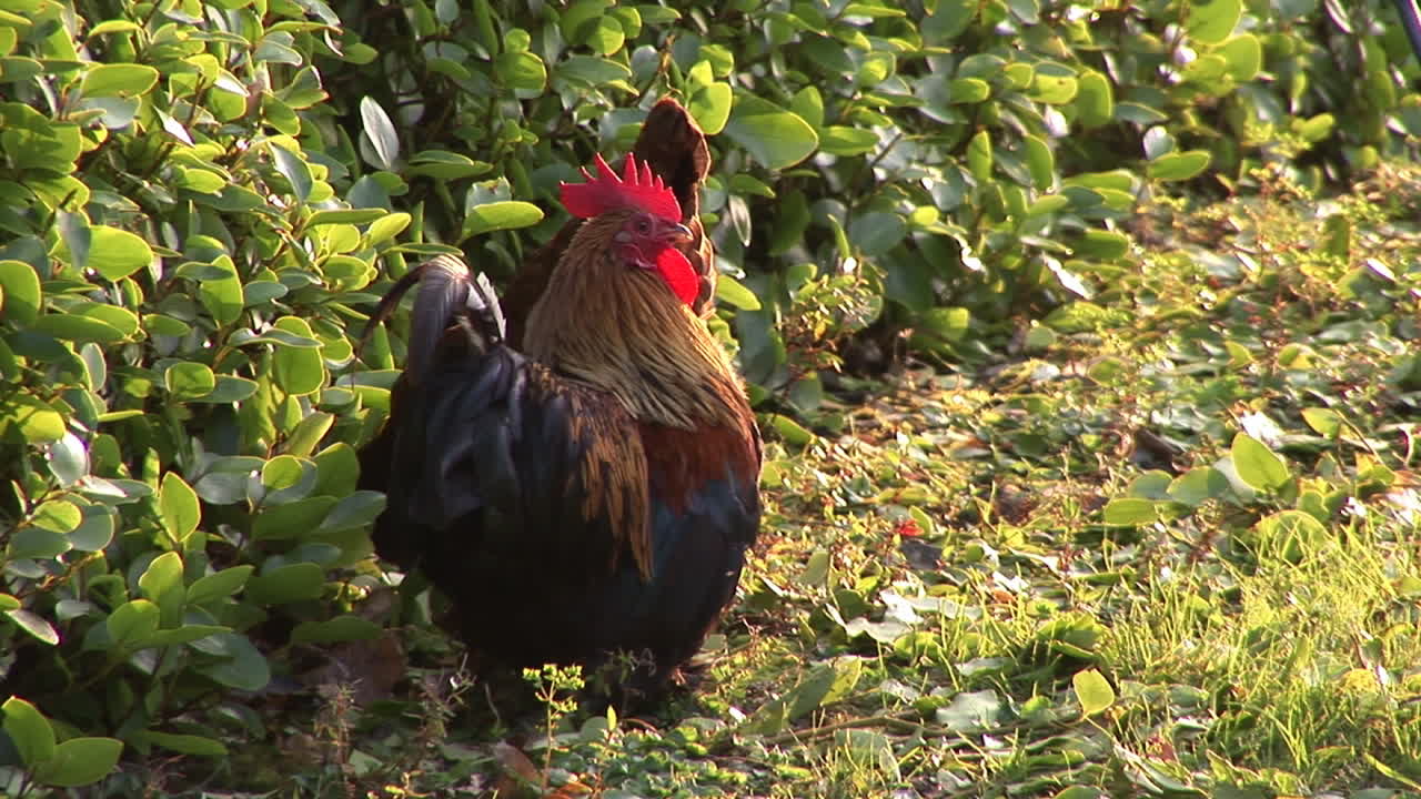 gallinas de pasto libre en una granja