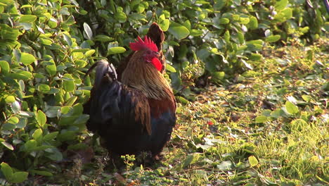 Gallinas-Camperas-En-Una-Granja