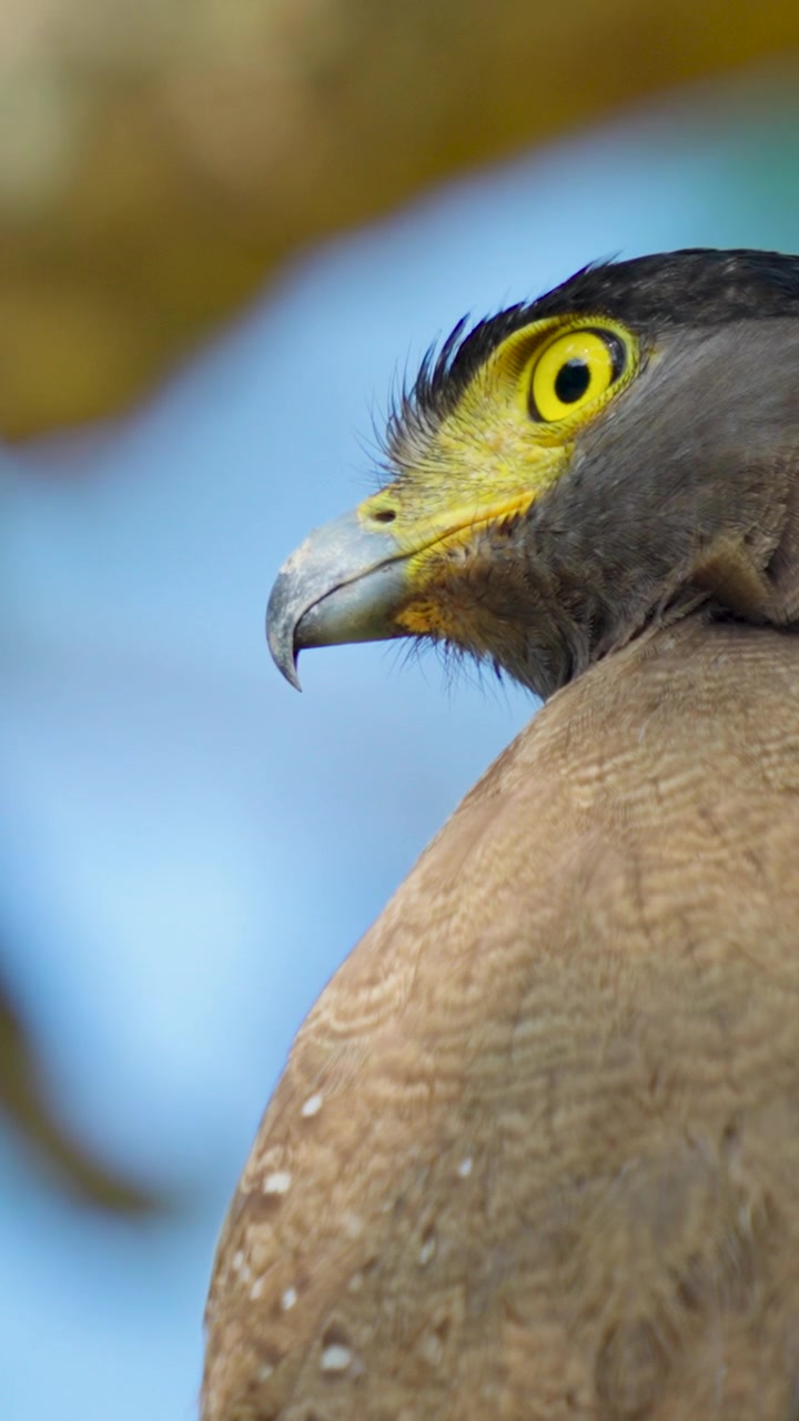 Un primo piano verticale dettagliato del profilo di un'aquila serpentaria crestata che mostra l'occhio giallo e il becco. Ideale per documentari sulla fauna selvatica e contenuti sulla conservazione della natura
