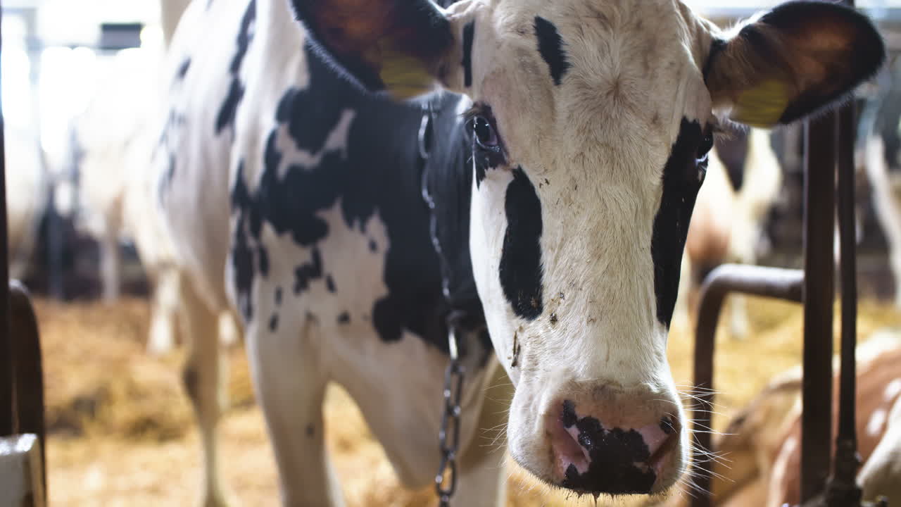 Moderna Stalla Agricola Con Mucche Da Latte Che Mangiano Fieno, Alimentazione Bovini In Allevamento Lattiero-Caseario