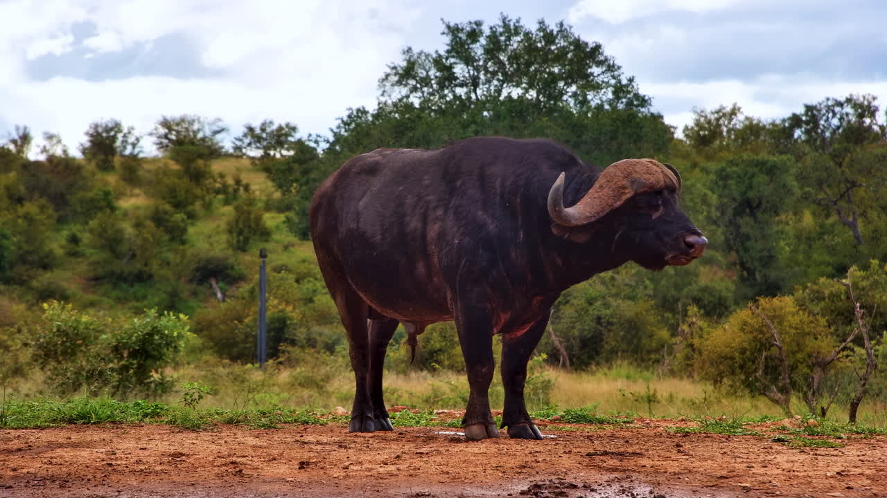 Ritratto a figura intera di un maestoso bufalo africano maschio in piedi su terra rossa.