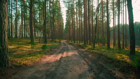 a picturesque muddy forest road. dirty forest road