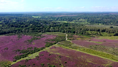 drone panning across the new forest landscape 4k