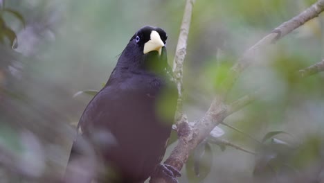 a psarocolius decumanus bird sitting on a branch in the wooded forest looking around with blurred foreground through the leaves