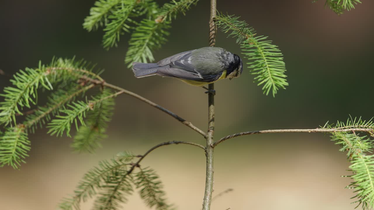 sorprendente teta azul eurasiática cyanistes caeruleus se sienta en un árbol joven en el bosque