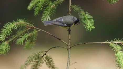 Llamativo-Tit-Azul-Euroasiático-Cyanistes-Caeruleus-Se-Sienta-En-Un-árbol-Joven-En-El-Bosque