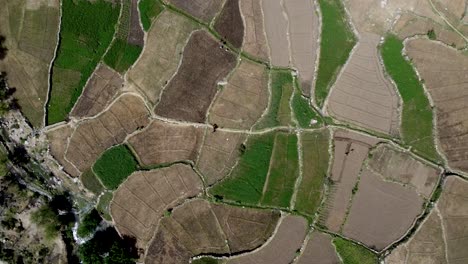 Vista-Aérea-Hacia-Abajo-Sobre-El-Campo-Agrícola