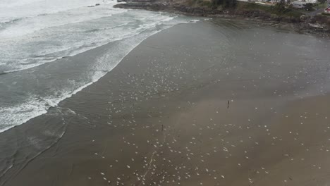 flock-and-swarm-of-bird-seagulls-flying-around-in-the-beach-seaside,-above-view