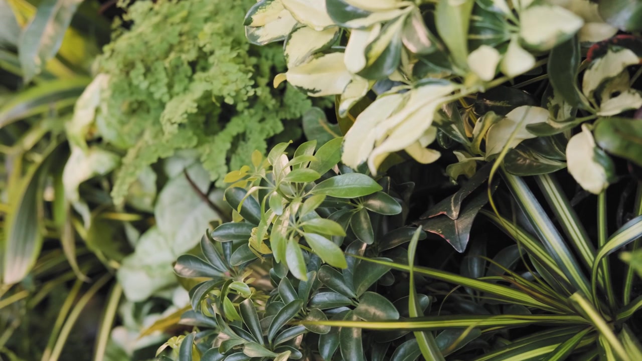 Ripresa ravvicinata con slider che mostra diverse piante e felci raggruppate insieme in un giardino