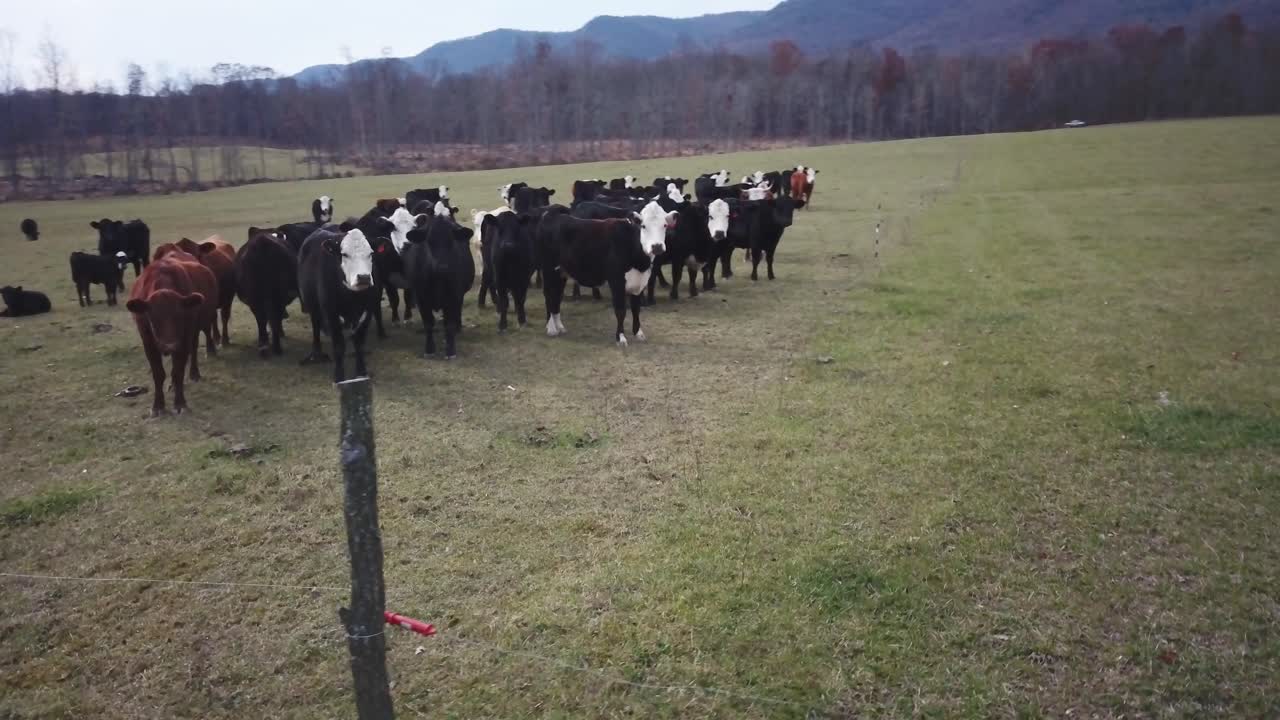 Herd of Cattle in a Field