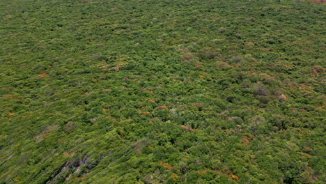 Drone-footage-of-coastline-and-blue-water-over-lush-forest-in-Africa,-Tanzania,-Zanzibar