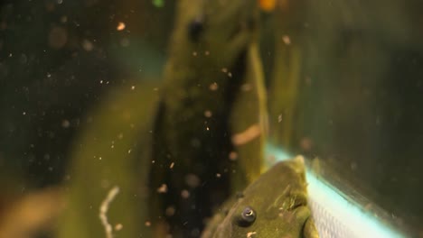 panning close up from the tail of a couple of suckermouth catfish green phantom pleco sitting on the side glass of an aquarium, rack focus