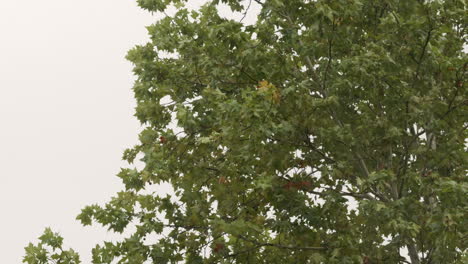 el dosel verde del árbol en un clima lluvioso y ventoso