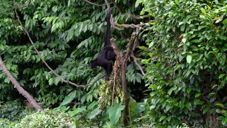 siamang, gibón de pelaje negro nativo de los bosques del sudeste asiático