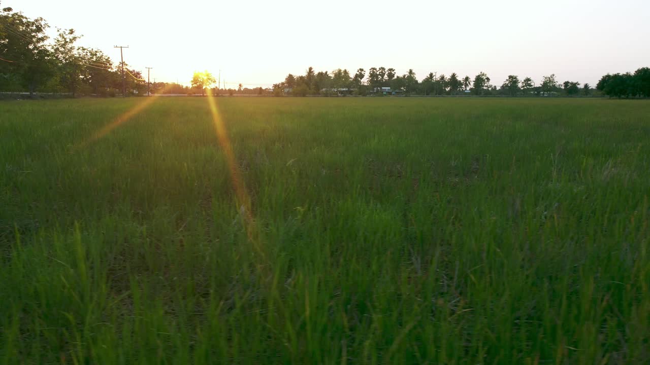 栽培用の米畑の農業の航空写真