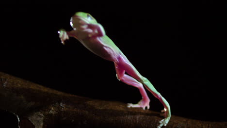 Salto-De-Rana-Arbórea-Regordeta-A-Cámara-Lenta-De-Perfil-Lateral