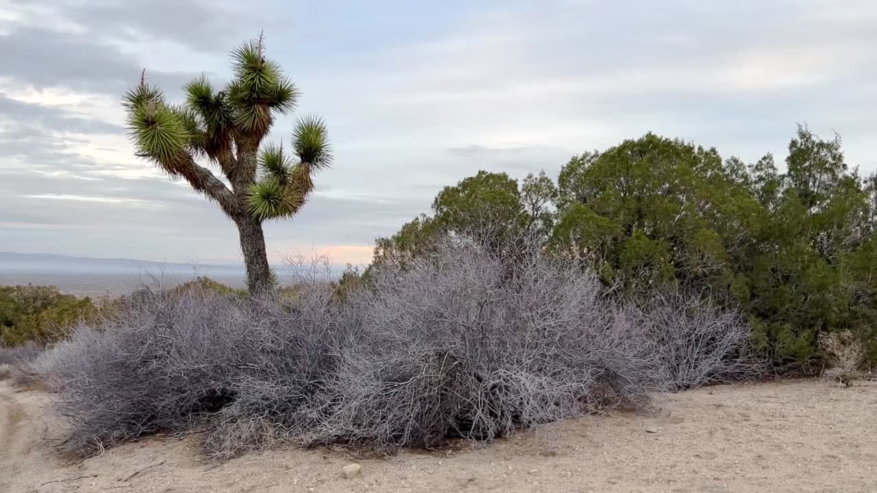 clip constante de un árbol de joshua en medio de un desierto californiano
