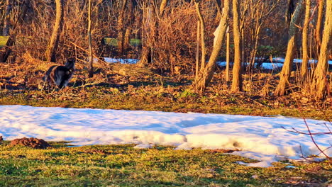 Maine-coon-cat-blending-with-nature,-early-spring-with-bright-sunshine